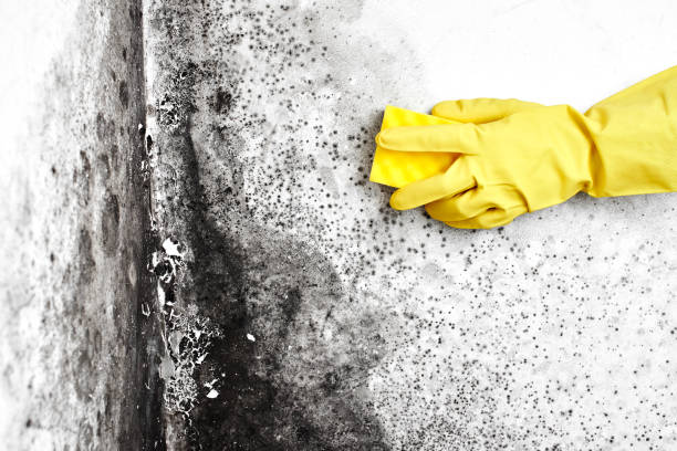 Best Attic Mold Removal  in Allouez, WI