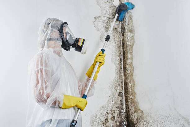 Best Office Mold Removal Services  in Allouez, WI