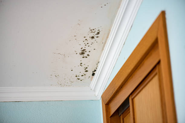 Best Mold Removal Company Near Me  in Allouez, WI