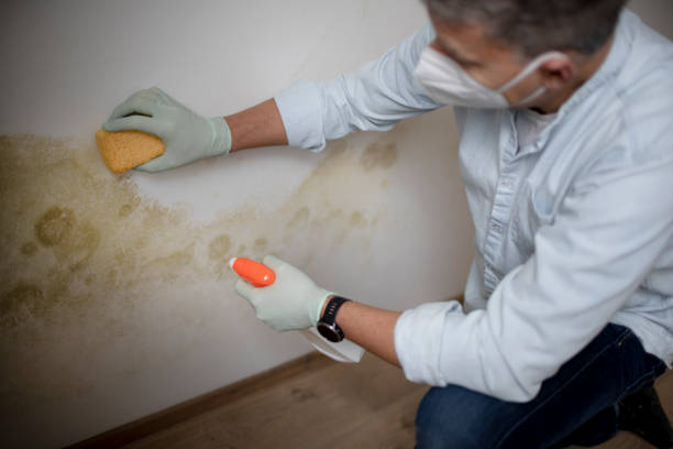 Best Mold Testing  in Allouez, WI