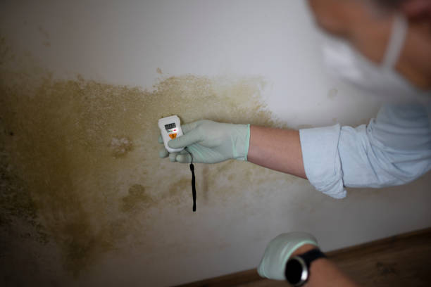 Best Water Damage Restoration  in Allouez, WI