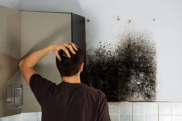 Best Office Mold Removal Services  in Allouez, WI