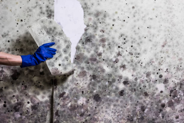 Best Mold Removal Near Me  in Allouez, WI