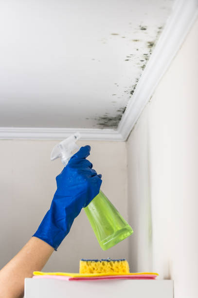 Best Commercial Mold Removal  in Allouez, WI
