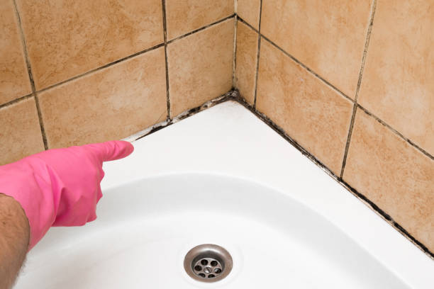 Best Best Mold Removal Companies  in Allouez, WI