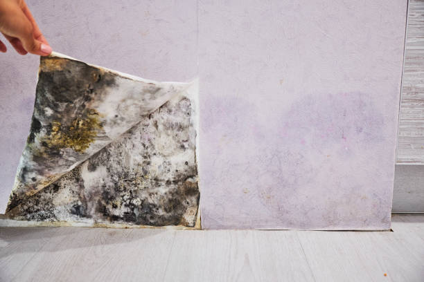 Best Commercial Mold Removal  in Allouez, WI